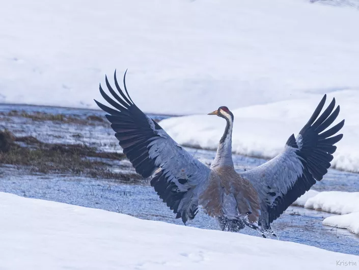Fugl med store vinger om vinteren.