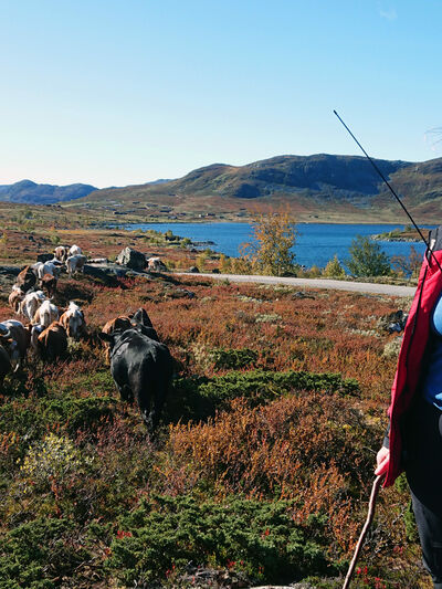Buføring fra Hydalen på høsten