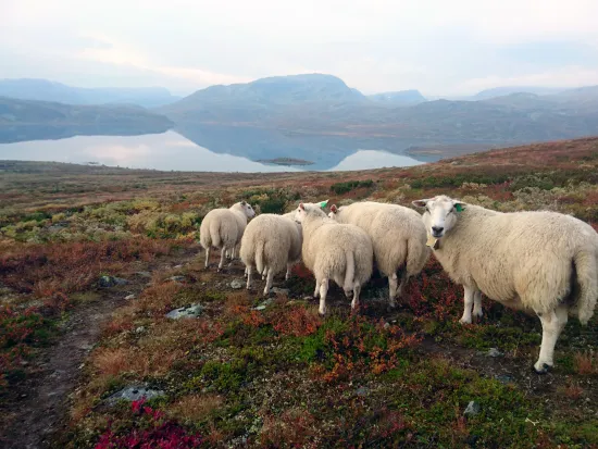 Fem sauer på fjellet, innsjø og natur i bakgrunnen.