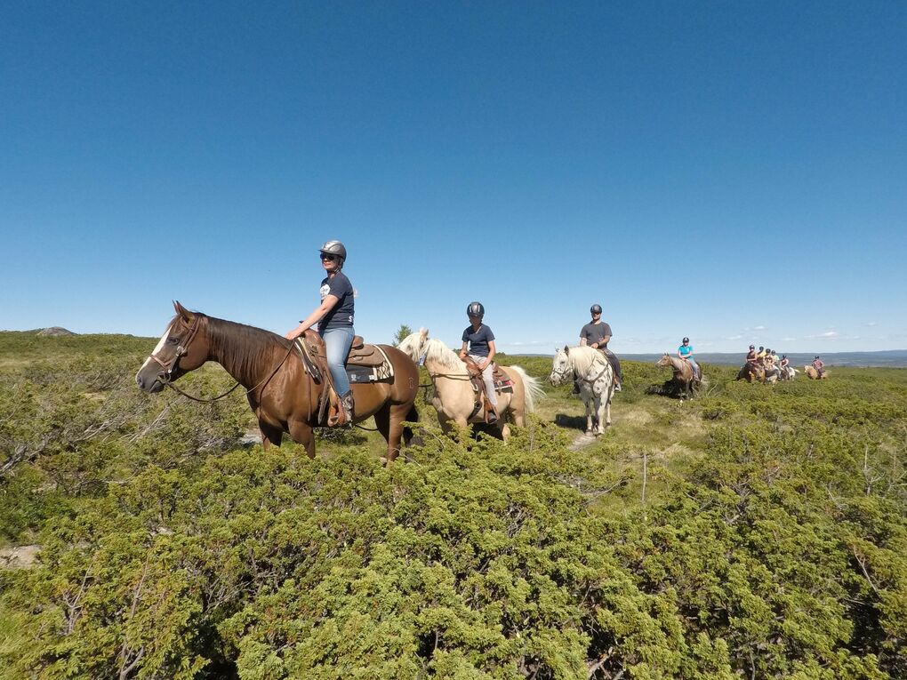 Western Horses ridning