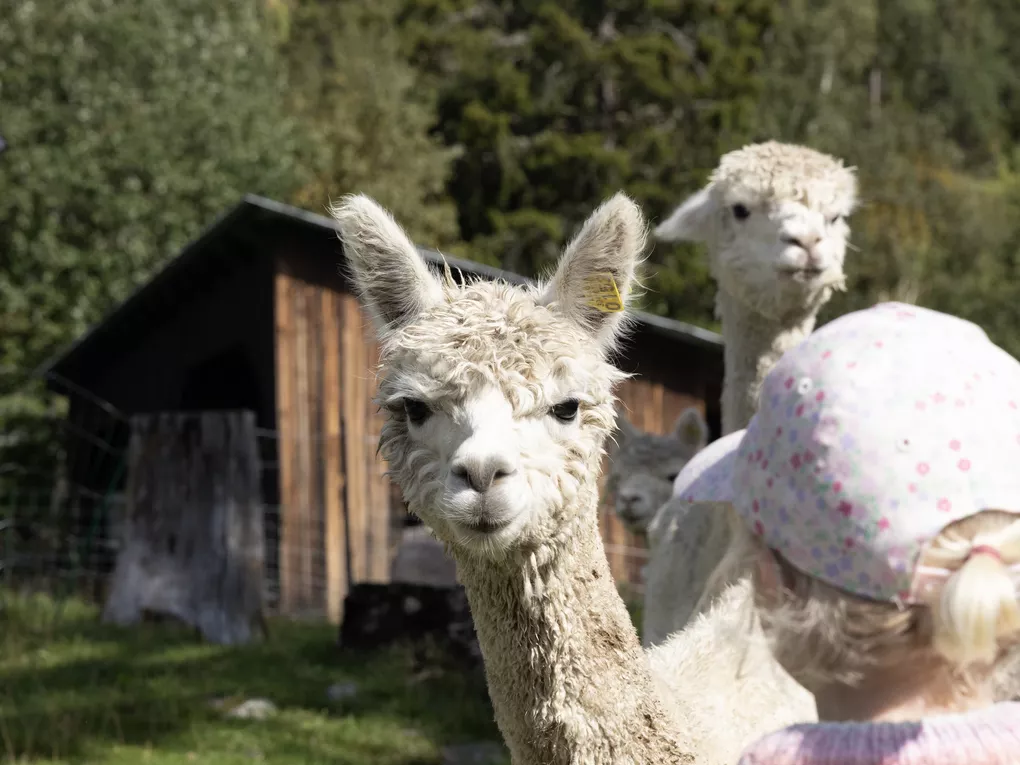 To alpakka og ett barn sommer Hemsedal
