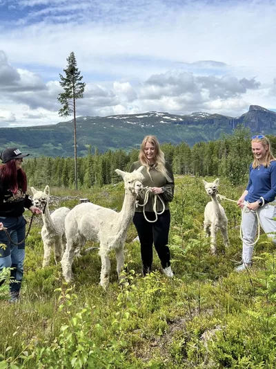 Tre ungdommer leier tre alpakka