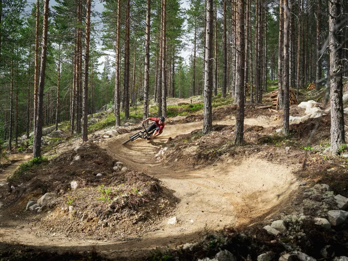 Tyttebærtrøkket Foto Lars Storheim, sykling i skogen.