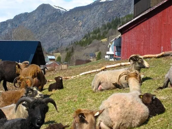 Aalstveit, sauer med horn som ligger i gresset.