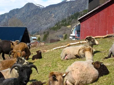 Aalstveit, sauer med horn som ligger i gresset.