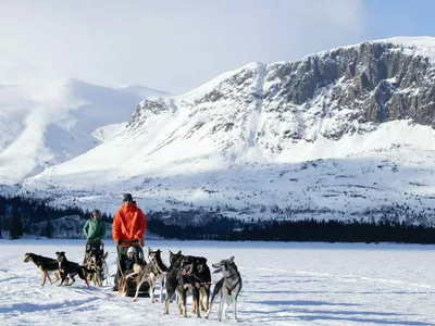 To hundesleder som er på tur