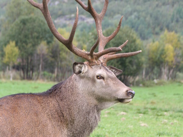 Hjortebukk profil 4