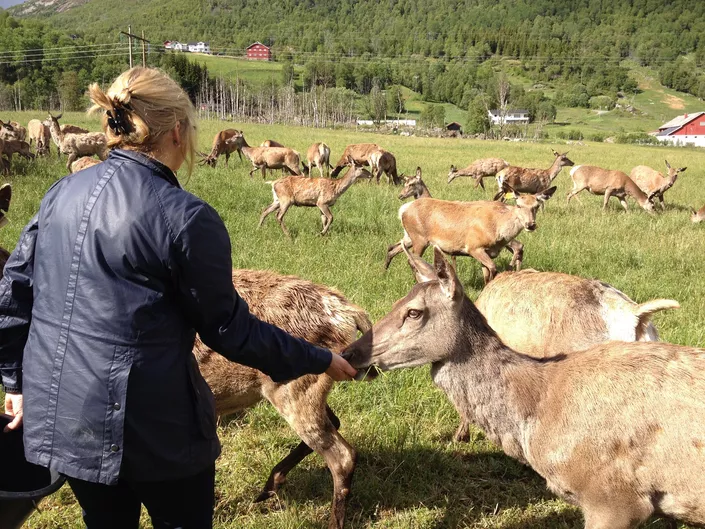 Hemsedal hjort 9 2014 TSO