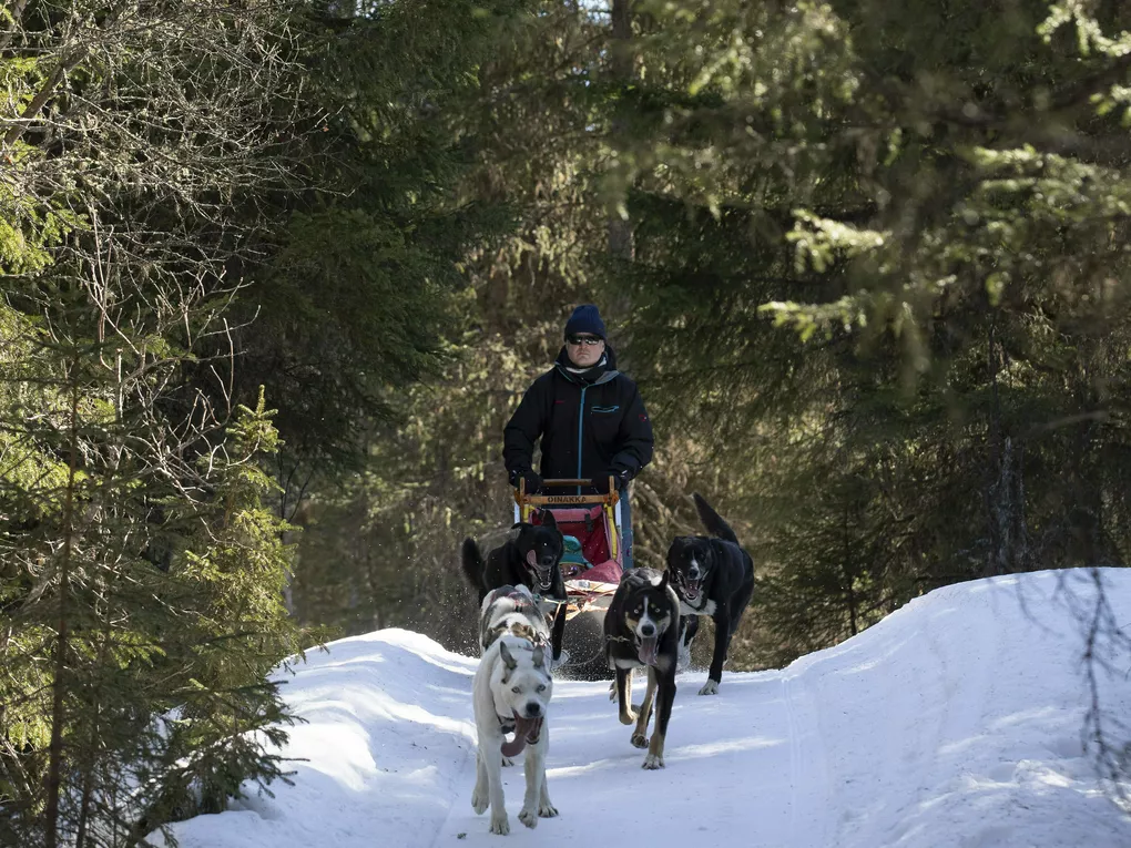 mann kjører hundespann i skogen på vinteren