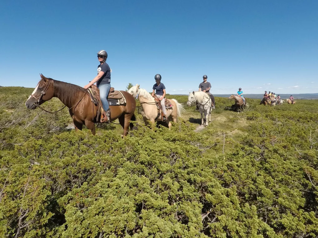 Western Horses web