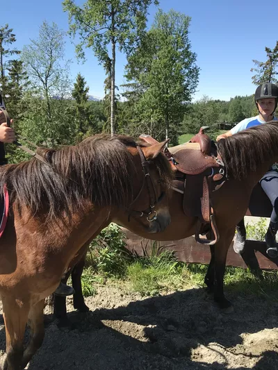 To jenter og to brune hester (sommer).