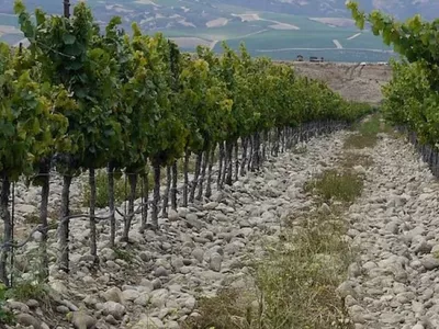 Zabala Macho Block e1768815628706 rhvoftvrbd4rqcevynsc2m0ra3oo4p42rqtuenzvd4