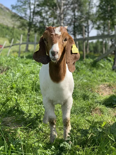 Søt liten geit i hvit og brun, i gresset om sommeren.