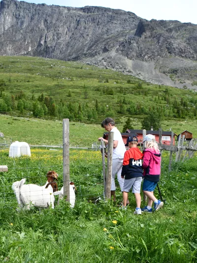 Sommer på ulsåkstølen med barn og voksene som hilser på dyr.