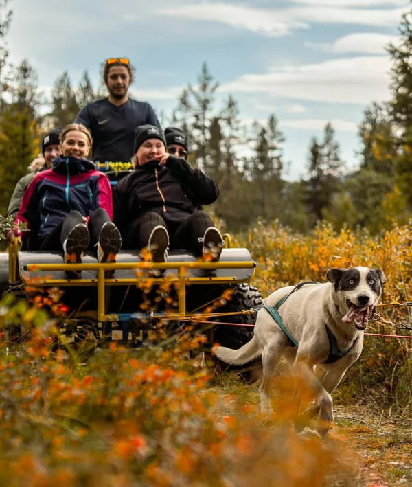 Hundekjøring med huskier og flere personer på en vogn.