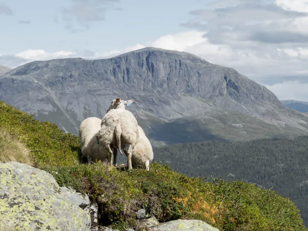 Sau Hemsedal