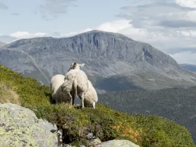 Sau Hemsedal