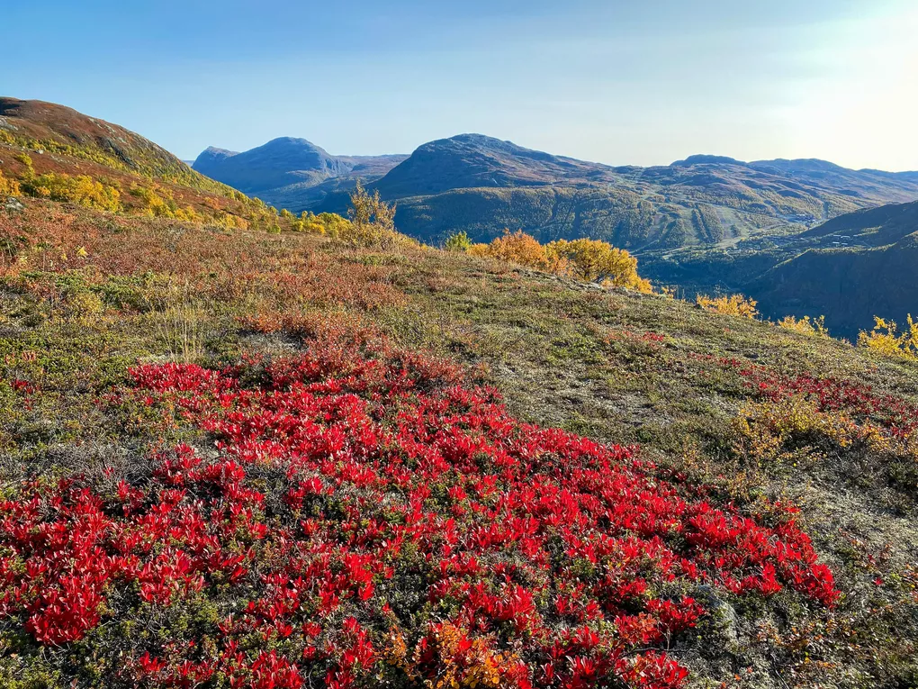 Vakre høstfarger på toppen av fjellet i Hemsedal