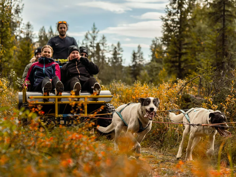Hundekjøring med huskier og flere personer på en vogn.