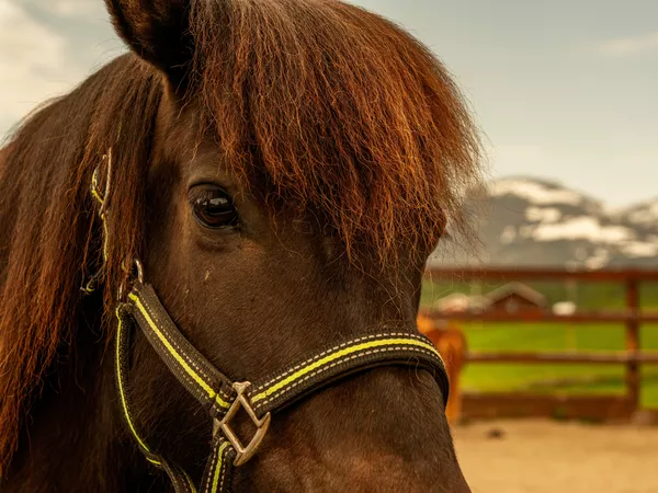 Hest - Nicolai Gunner - hemsedal haugen gård.
