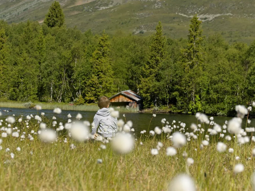 Hemsedal sommer, fjell, trær og blomster.