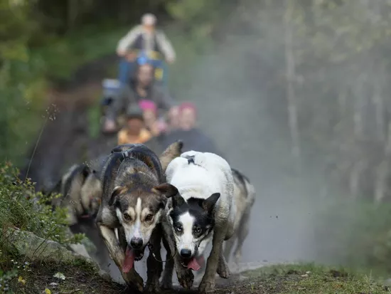 Hundekjøring på hjul i Hemsedal