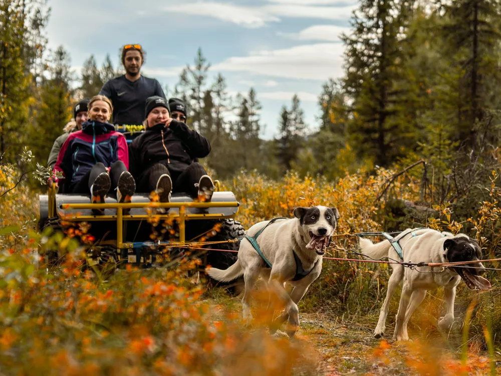 Hundekjøring på hjul i Hemsedal