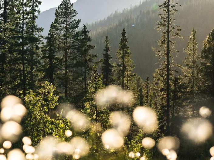 Hvite blomster, fjell og skog.