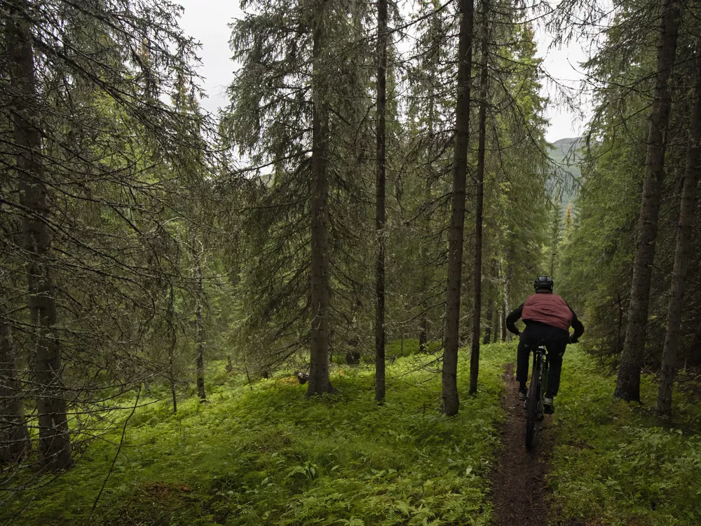 Mann som stisykler i skogen i Hemsedal