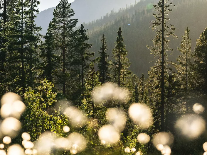 Hvite blomster, fjell og skog.