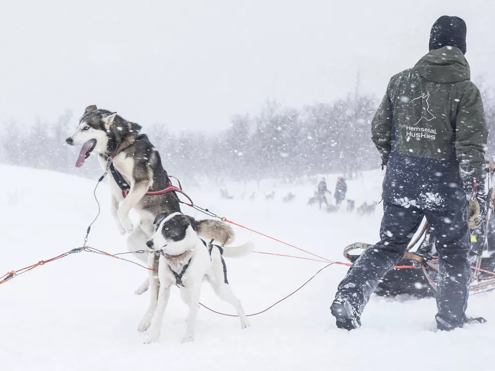 To hunder som gleder seg til å begynne å trekke