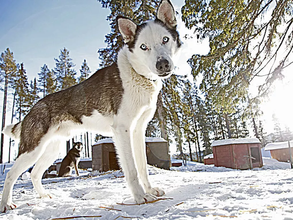 Dogsledding c hemsedal NEB 13